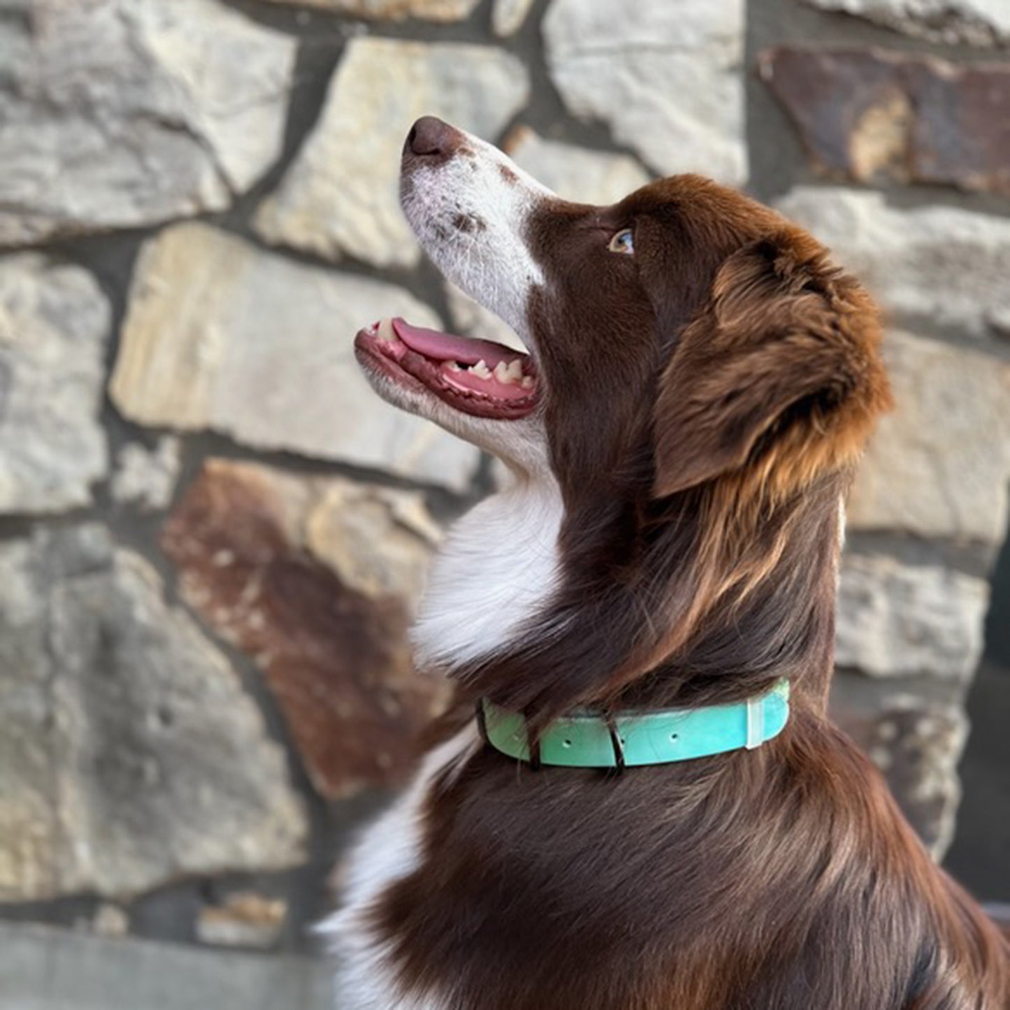 personalised dog collars