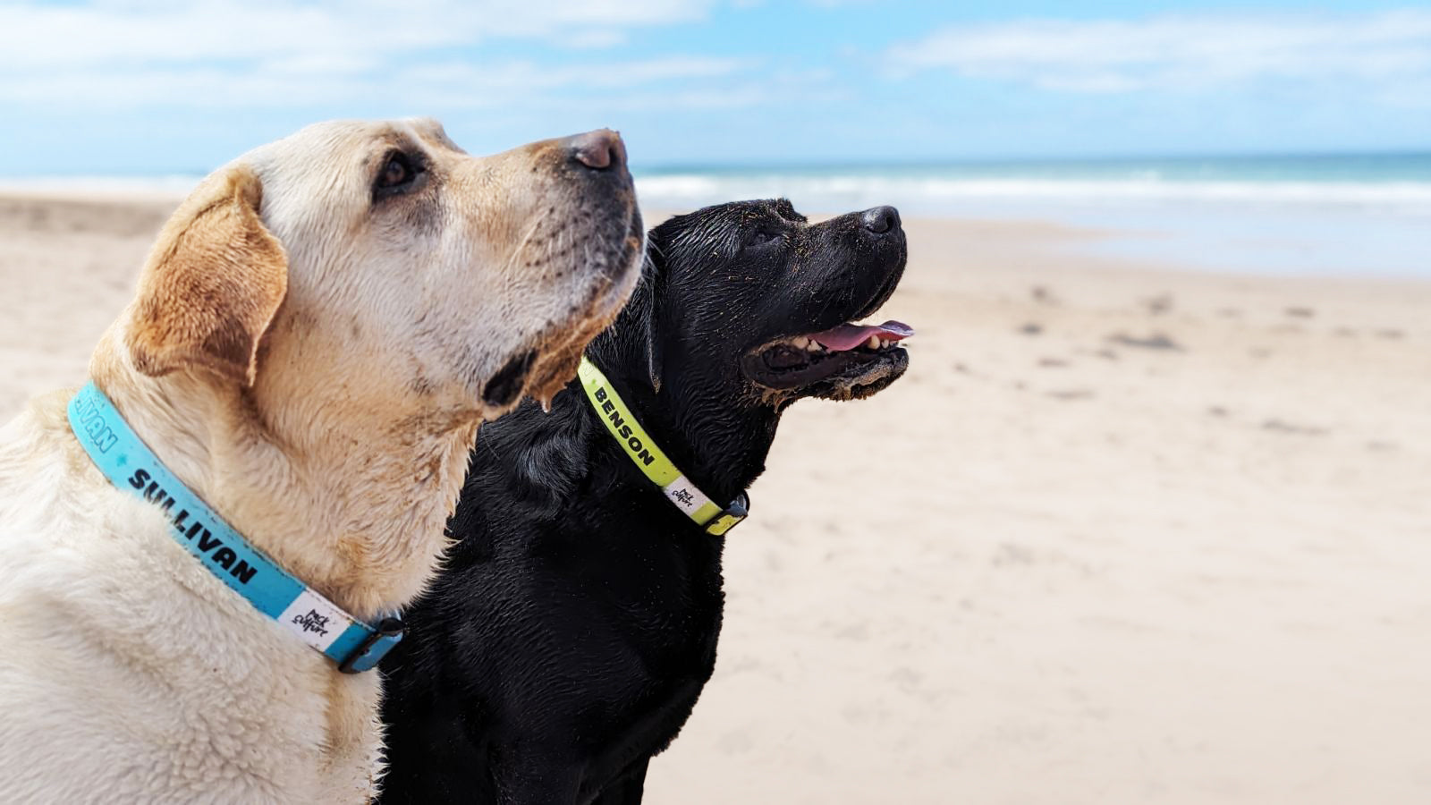 personalised dog collars