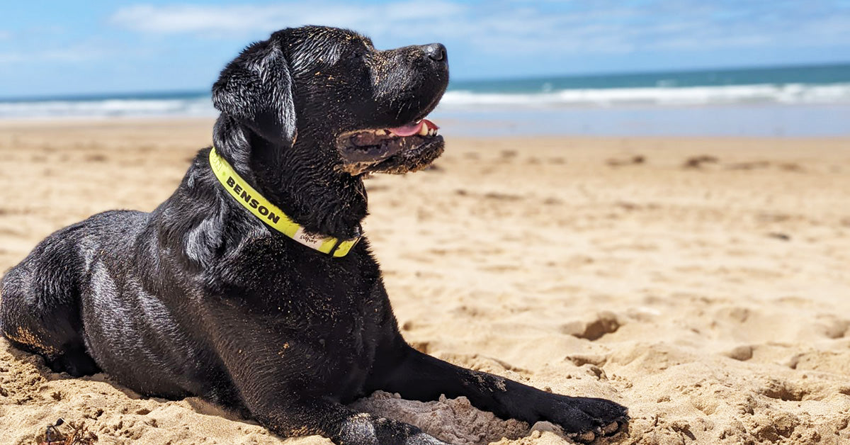 Content Collars Pack Culture | Personalised Collars | Waterproof Collars