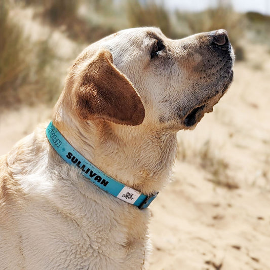 personalised dog collar