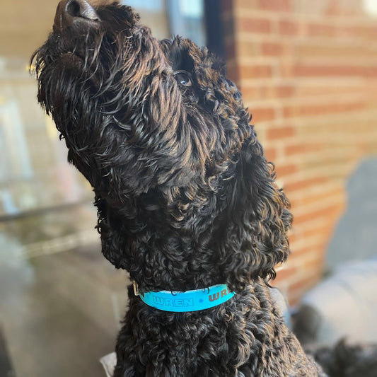 personalised dog collars